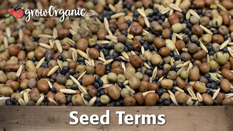 two seahs of seed